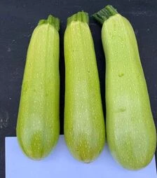 Насіння кабачка Мерлін F1 (INX 10554), п.о. 1 тис. насінин (Innova Seeds)