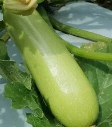 Семена кабачка Регги F1 (INX 1424), п.е. 1 тыс. семян (Innova Seeds)