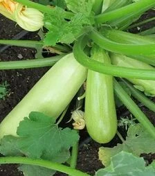 Семена кабачка Рика F1, п.е. 500 семян (United Genetiks)