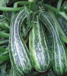 Насіння кабачка Тапир, 1 кг (Moravoseed)