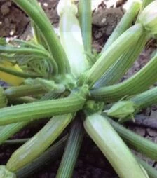 Насіння кабачка Хеппі Мен F1, п.о. 1 тис. насінин (Libra Seeds)