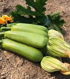 Насіння кабачка Імператор F1, п.о. 1 тис. насінин (Sakata)