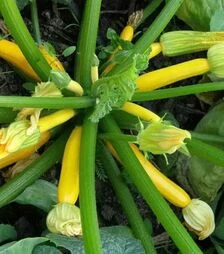 Насіння кабачка Меріголд F1, п.о. 500 насінин (Clause)