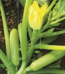 Насіння кабачка Езра F1, 500 г (Hazera)