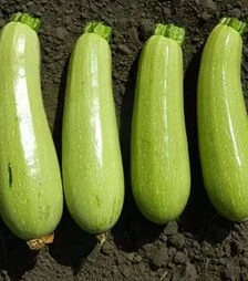 Насіння кабачка Карізма F1, п.о. 2500 насінин (Syngenta)