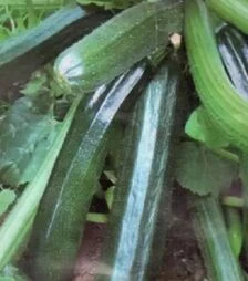 Насіння кабачка Термінатор F1, 1 кг (Moravoseed)