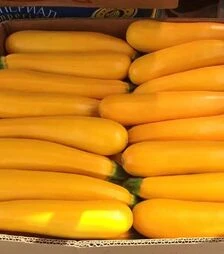 Насіння кабачка Санлайт F1, п.о. 1000 насінин (Clause)