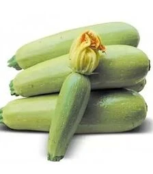 Насіння кабачка Муфаса F1, п.о. 2500 насінин (Lark Seeds)