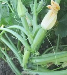 Насіння кабачка Супер Донія F1, п.о. 2500 насінин (Clause)