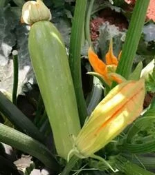 Насіння кабачка Ясна F1, п.о. 500 насінин (Clause)