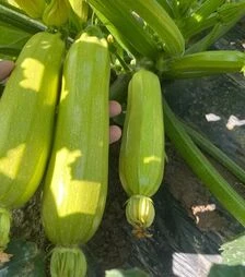 Насіння кабачка Хіба F1, п.о. 500 насінин (Sakata)