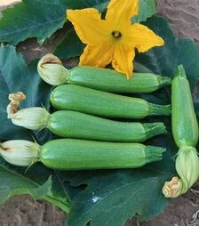 Насіння кабачка Юліан F1, п.о. 500 насінин (Sakata)