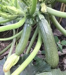 Насіння кабачка Селіена F1, п.о. 500 насінин (Syngenta)