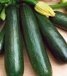 Насіння кабачка Стартгрин F1, 50 г (Semo)