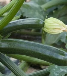 Насіння кабачка Супремо F1, п.о. 1 тис. насінин (Syngenta)