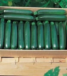 Семена кабачка Кора F1, п.е. 500 семян (Clause)