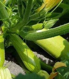 Насіння кабачка Ренді F1 (INX 5286), п.о. 500 насінин (Innova Seeds)