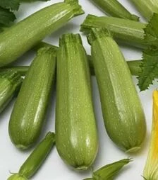 Насіння кабачка Амино F1, п.о. 500 насінин (Ergon)