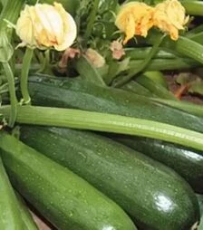 Семена кабачка Лейла F1, 100 г (Enza Zaden)