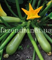 Семена кабачка TC 21-0042 F1, п.о. 500 семян (Solare Sementi)