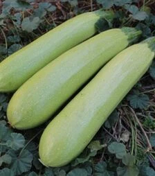 Насіння кабачка Аміно (ЄС 621) F1, п.о. 100 насінин (Ergon Seed)