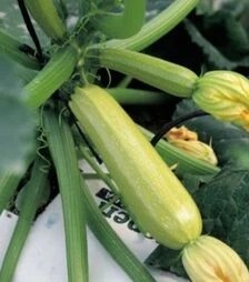 Семена кабачка Ангелина F1, п.о. 50 семян (Syngenta Seeds)