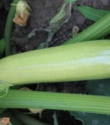 Семена кабачка Ардендо 174 F1, п.о. 50 семян (Enza Zaden)