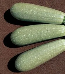 Насіння кабачка Асма F1, п.о. 2,5 тис. насінин (Clause)