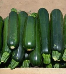 Семена кабачка Базальт F1, п.о. 500 семян (Spark Seeds)