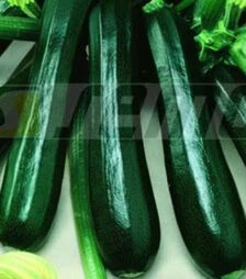 Семена кабачка Гамбит F1, 50 г (Semo)