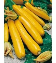 Насіння кабачка Голдена, 100 г (Moravo Seed)