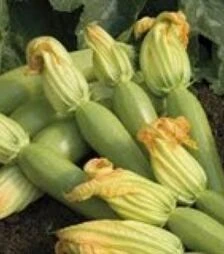 Семена кабачка Элеонор F1, п.о. 500 семян (United Genetics)