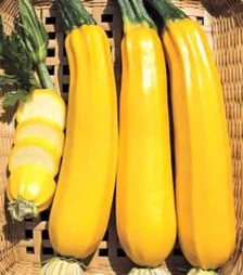 Насіння кабачка Елоу Хаус F1, п.о. 1 тис. насінин (Nong Woo Bio)