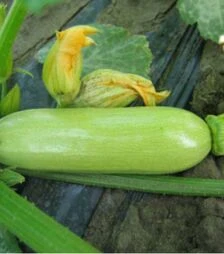 Семена кабачка Кавили F1, п.о. 5 семян (Nunhems)