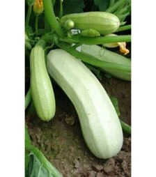 Насіння кабачка Квіта, 100 г (Moravo Seed)