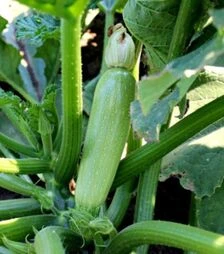 Семена кабачка Корделия F1, п.о. 500 семян (Syngenta)