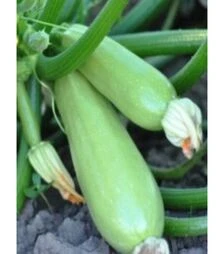 Семена кабачка КС 2446 F1, п.о. 250 семян (Kitano Seeds)