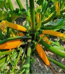 Семена кабачка Лемона F1, п.о. 100 семян (Sakata)