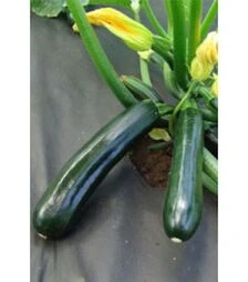 Насіння кабачка Нефертіті, 100 г (Moravo Seed)