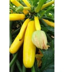 Насіння кабачка Паладин F1, 1 кг (Moravo Seed)