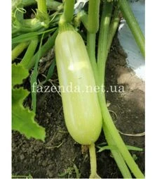 Семена кабачка Ришар (ИНХ 1423) F1, п.о. 100 семян (Innova Seeds)