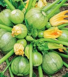 Семена кабачка Раунд Бьюти F1, п.о. 500 семян (United Genetics)