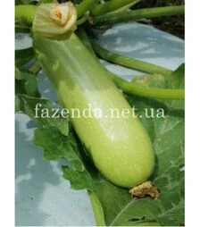 Семена кабачка Регги (ИНХ 1424) F1, п.о. 100 семян (Innova Seeds)