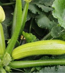 Семена кабачка Сирио (CRX 90197) F1, п.о. 1 тыс. семян (Cora Seeds)