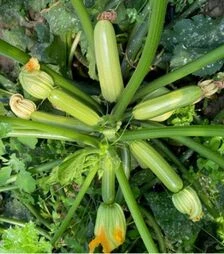 Насіння кабачка Саміра F1, п.о. 500 насінин (Clause)