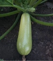 Семена кабачка СВ 2987 YL F1, п.о. 500 семян (Seminis)