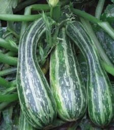 Насіння кабачка Тапір, 100 г (Moravo Seed)