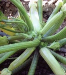 Семена кабачка Хэппи Мэн F1, п.о. 250 семян (Erste Zaden)