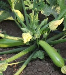 Семена кабачка Язума F1 (КС 3714 F1), п.о. 250 семян (Kitano Seeds)