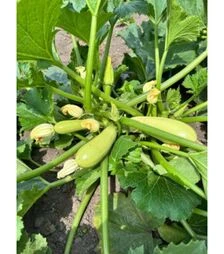 Семена кабачка Амал F1, п.о. 100 семян (Breeding Seeds)